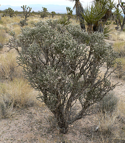 Cylindropuntia ramosissima